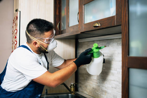 Wasp Removal Services in Fort Worth, TX